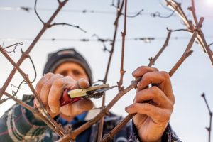 Τι συμβαίνει κατά τη διάρκεια του χειμώνα σε έναν αμπελώνα;