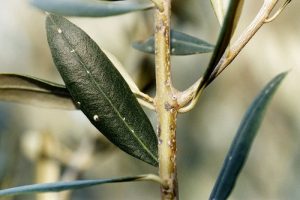 Προστασία ελαιώνων από εχθρούς