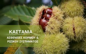 Καστανιά – Προληπτικά μέτρα καταπολέμησης ασθενειών κορμού και ριζικού συστήματος