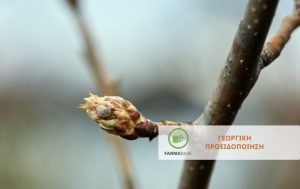 Απαραίτητες χειμερινές επεμβάσεις σε Μηλιά και Αχλαδιά