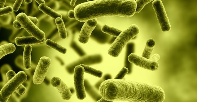 bactria
