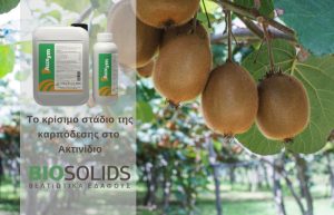 BIOSOLIDS: Το κρίσιμο στάδιο της καρπόδεσης στο Ακτινίδιο