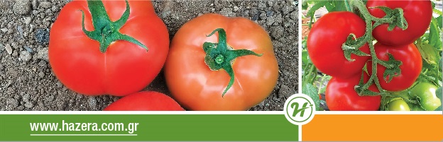 banner tomato