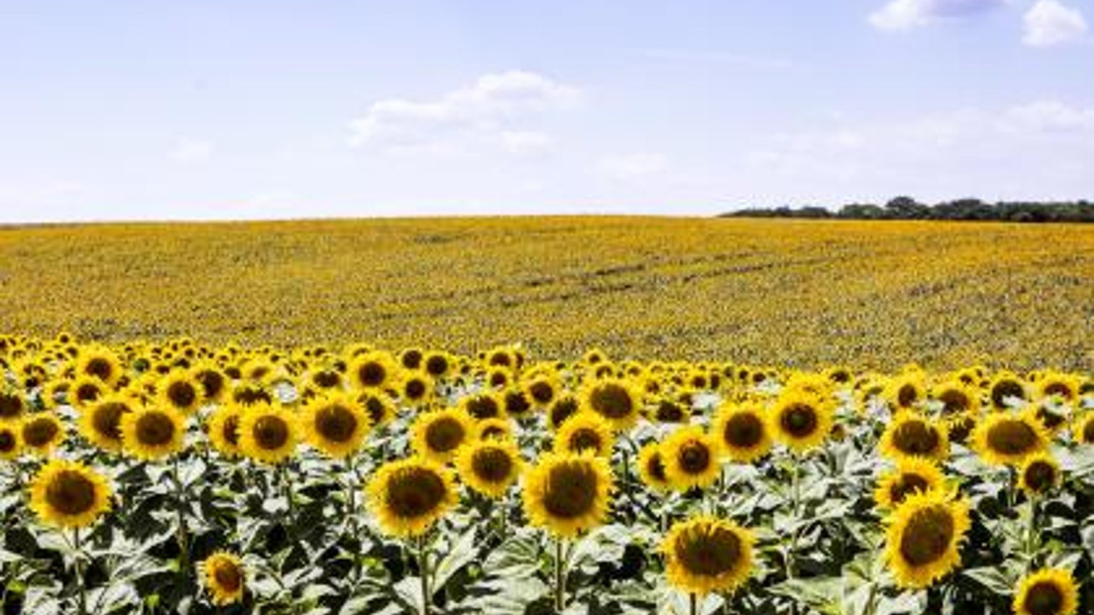 basf romania fantanele sunflower weat mood47 1540x866