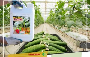 SUCCOR – Αρωγός στη δημιουργία υγιούς ριζικού συστήματος και επιτυχημένης φυτικής παραγωγής!
