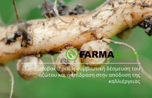 Τα αζωτοβακτήρια και η επίδραση τους στην απόδοση της καλλιέργειας