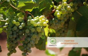 Ευνοϊκές συνθήκες για την εμφάνιση σήψεων στα σταφύλια