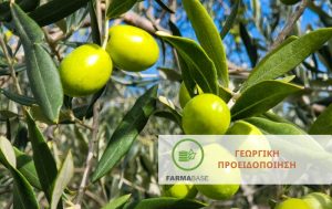 Κυκλοκόνιο, Γλοιοσπόριο και Καρκίνωση στην Ελιά: Τι πρέπει να ξέρει ο παραγωγός