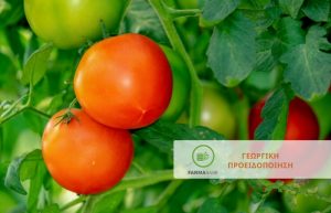 Υπαίθρια Επιτραπέζια Τομάτα: έντονες προσβολές από Περονόσπορο, Ωίδιο και Τuta