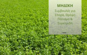 Μηδική στην Πράξη: Συμβουλές για Σπορά, Θρέψη, Πότισμα & Συγκομιδή