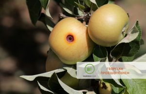 Η πρόληψη για την Καρπόκαψα στα Μηλοειδή ξεκινά τώρα!
