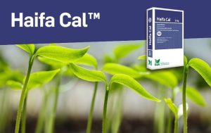 Haifa-Cal™ – Υψηλής αποτελεσματικότητας πηγές ασβεστίου και αζώτου στα φυτά