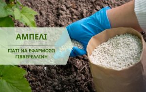 Γιατί να εφαρμόσω γιββερελλίνη στο αμπέλι