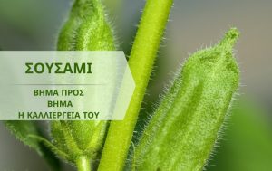 Βήμα προς βήμα η καλλιέργεια του Σουσαμιού