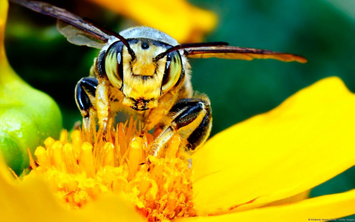 bee 2