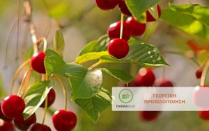 Κερασιά: Συστήνεται άμεση επέμβαση για την αντιμετώπιση της Μύγας της Ασίας