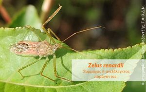 Zelus renardii, σύμμαχος ή ανεξέλεγκτος παράγοντας;