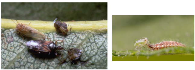 bio katapolemisi psyllas