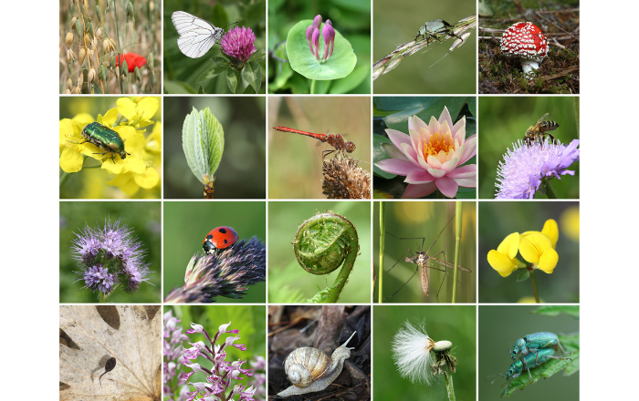 biodiversity