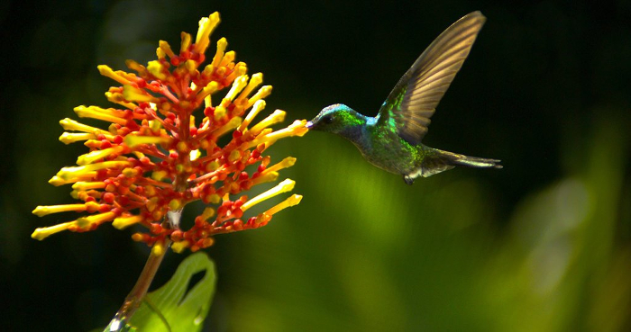 bird 1