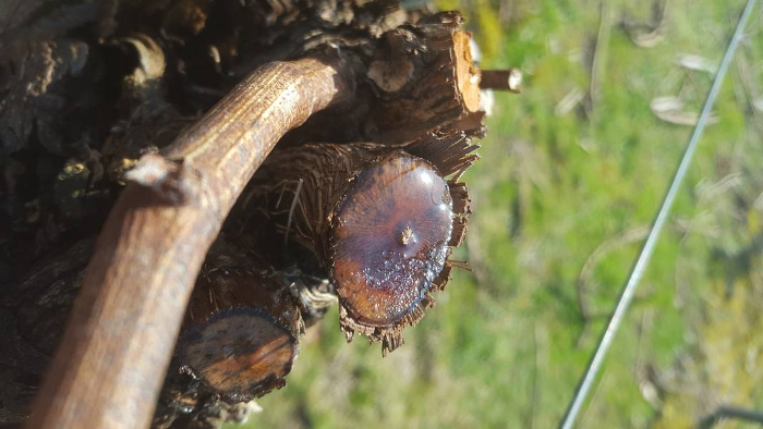 bleedingvine3