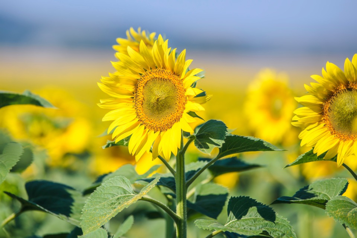 blooming sunflower