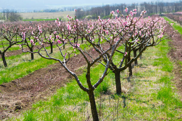 blooming trees