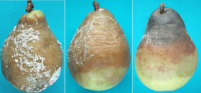 botrytis