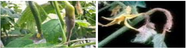 botrytis