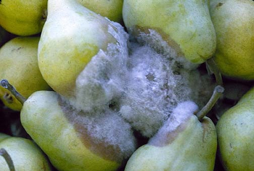 botrytis2