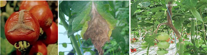 botrytis alll