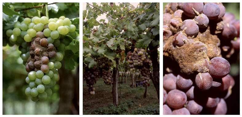 botrytis ampeli all