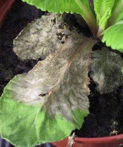 botrytis cinerea