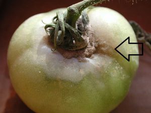 botrytis cinerea