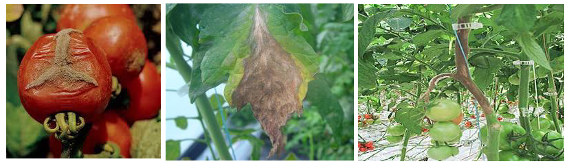 botrytis tomata thermokhpiou