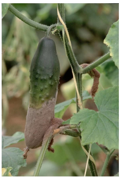 botrytiscinerea