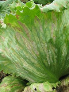 breimia lactucae