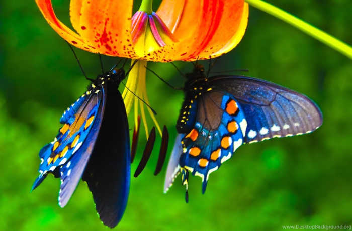 butterfly