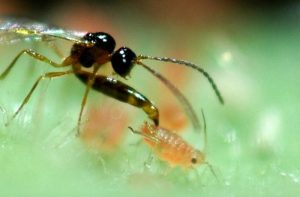 Anthesis: Καταπολέμηση των αφίδων με Βιολογικούς παράγοντες