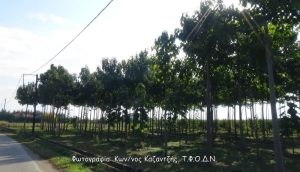 Δενδρώδη / θαμνώδη μικρότερης οικονομικής σημασίας: Η Παυλώνια ή Παουλώνια ή Παουλώβνια ή Παυλωβνία (Paulownia spp. Siebold & Zucc.)