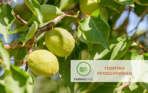 Πυρηνόκαρπα: Ποιες ασθένειες ευνοήθηκαν από τις ασταθείς καιρικές συνθήκες της άνοιξης