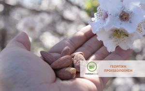 Ευρύτομο Αμυγδαλιάς –  O σημαντικότερος εντομολογικός εχθρός