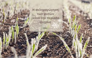 Η σκληραγώγηση φυτών κατά την περίοδο χαμηλών θερμοκρασιών