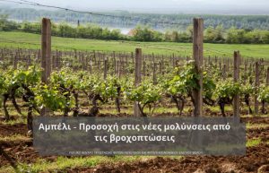Αμπέλι – Nέες μολύνσεις από τις βροχοπτώσεις