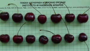 Η Επιφανειακή Κηλίδωση (Pitting) των κερασιών