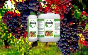 Η επίδραση του Amino16® στο οινοποιήσιμο σταφύλι