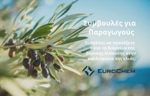 Τι πρέπει να προσέξετε κατά τη διάρκεια της βασικής λίπανσης στην καλλιέργεια της ελιάς;