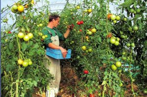 Ενίσχυση για γεωργούς νεαρής ηλικίας – “Νέοι Γεωργοί” – Έως 250 στρέμματα τα δικαιώματα