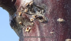 Σκολύτες (Scolytus spp.) – Σποραδικώς εμφανιζόμενοι εντομολογικοί εχθροί οπωροφόρων αλλά εξίσου επιζήμιοι