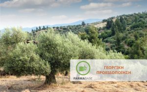 Ελιά: Οδηγός φυτοπροστασίας κατά την έκπτυξη της νέας βλάστησης